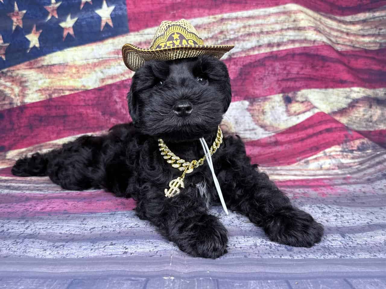 AKC mega coated miniature schnauzer puppies image 3