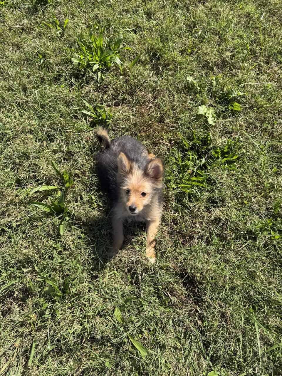 Pomeranian female puppy image 3