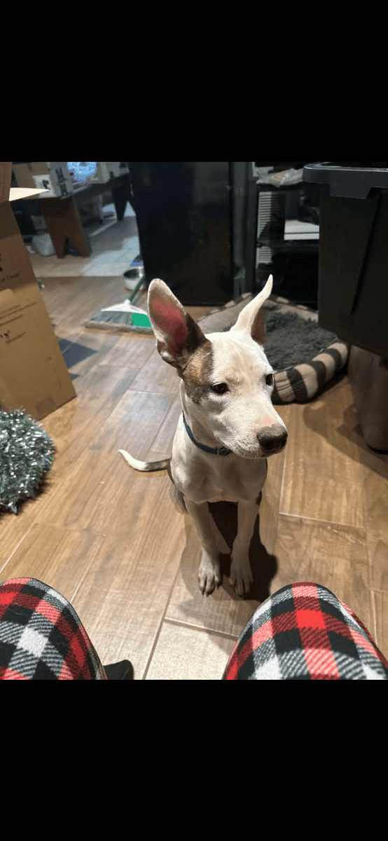 Adopt Remi!! image 3