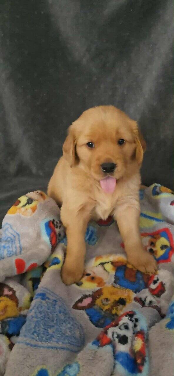 Golden Retrievers purebred puppies image 7