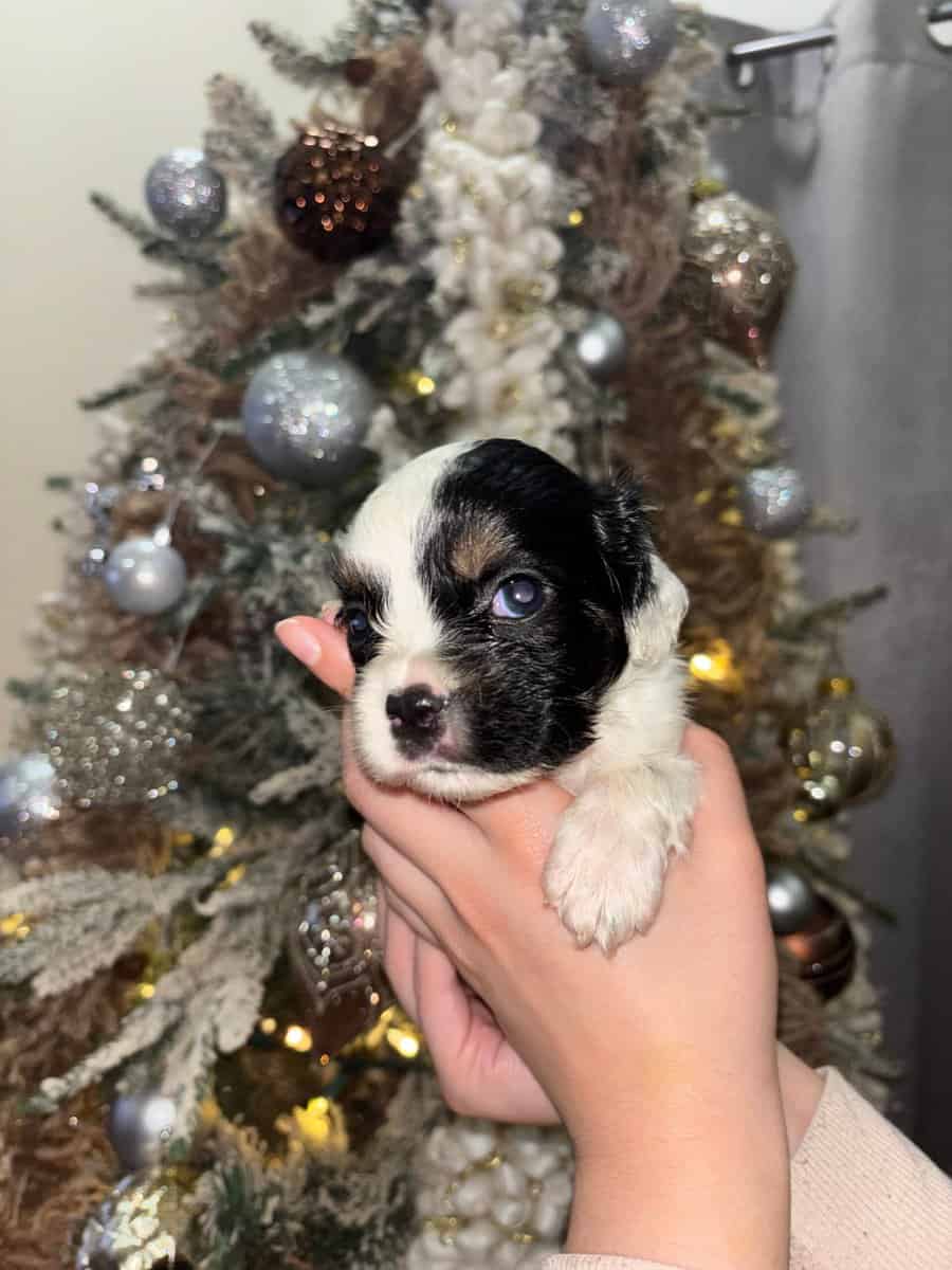 English Cocker Spaniel/French Bulldog Mix Puppies image 13
