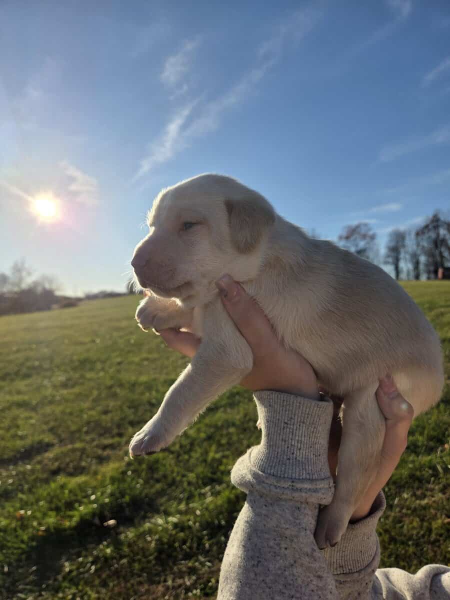 Labrador puppies image 5