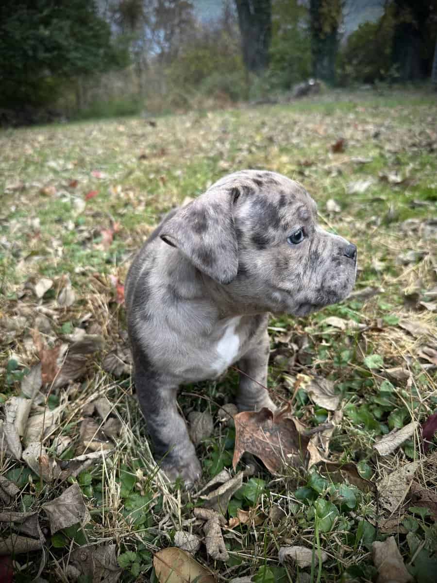 Maverick (Champion Bloodline) image 3