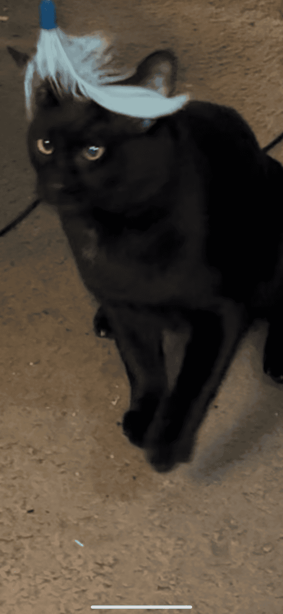 Black Male Cat Needs a Home! image 4