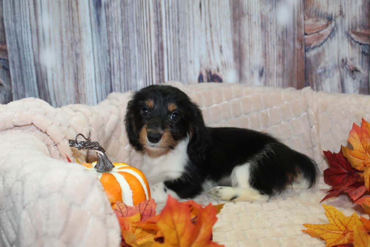 Dachshund Puppies image 1