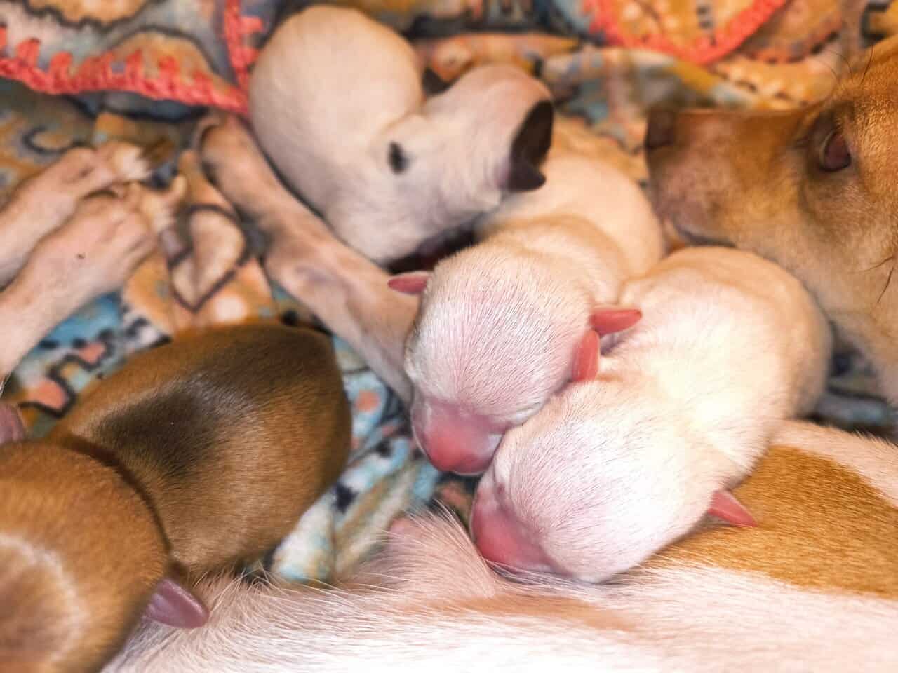 TOY Chihuahua Puppies – Ready Christmas Eve! ✨🎄 - image 8