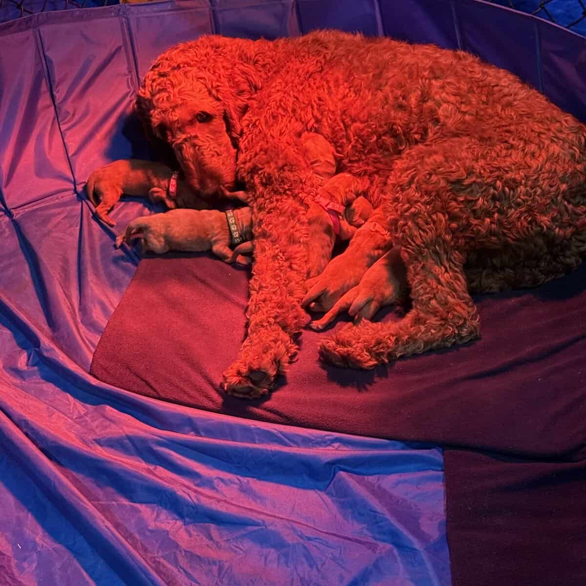 Litter of 7 Teddy Bear like Goldendoodles image 14