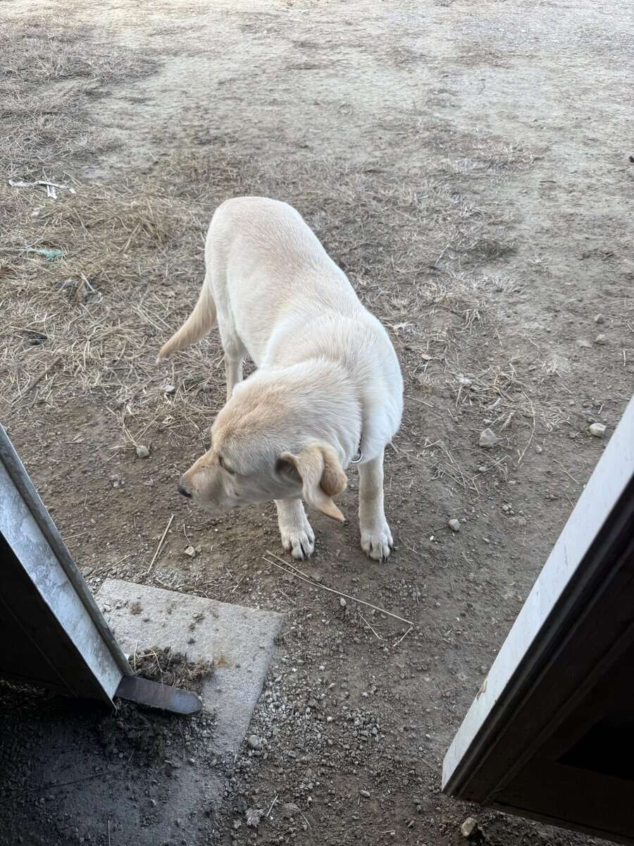 Male Lab puppy image 5