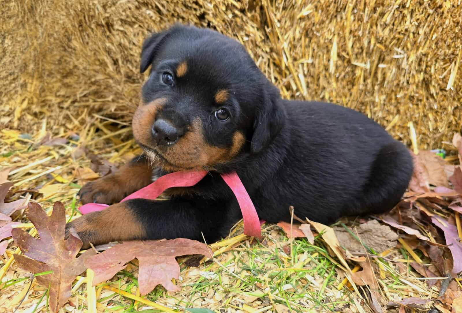 Rottweiler Puppies image 7