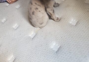 LAST Merle female bully