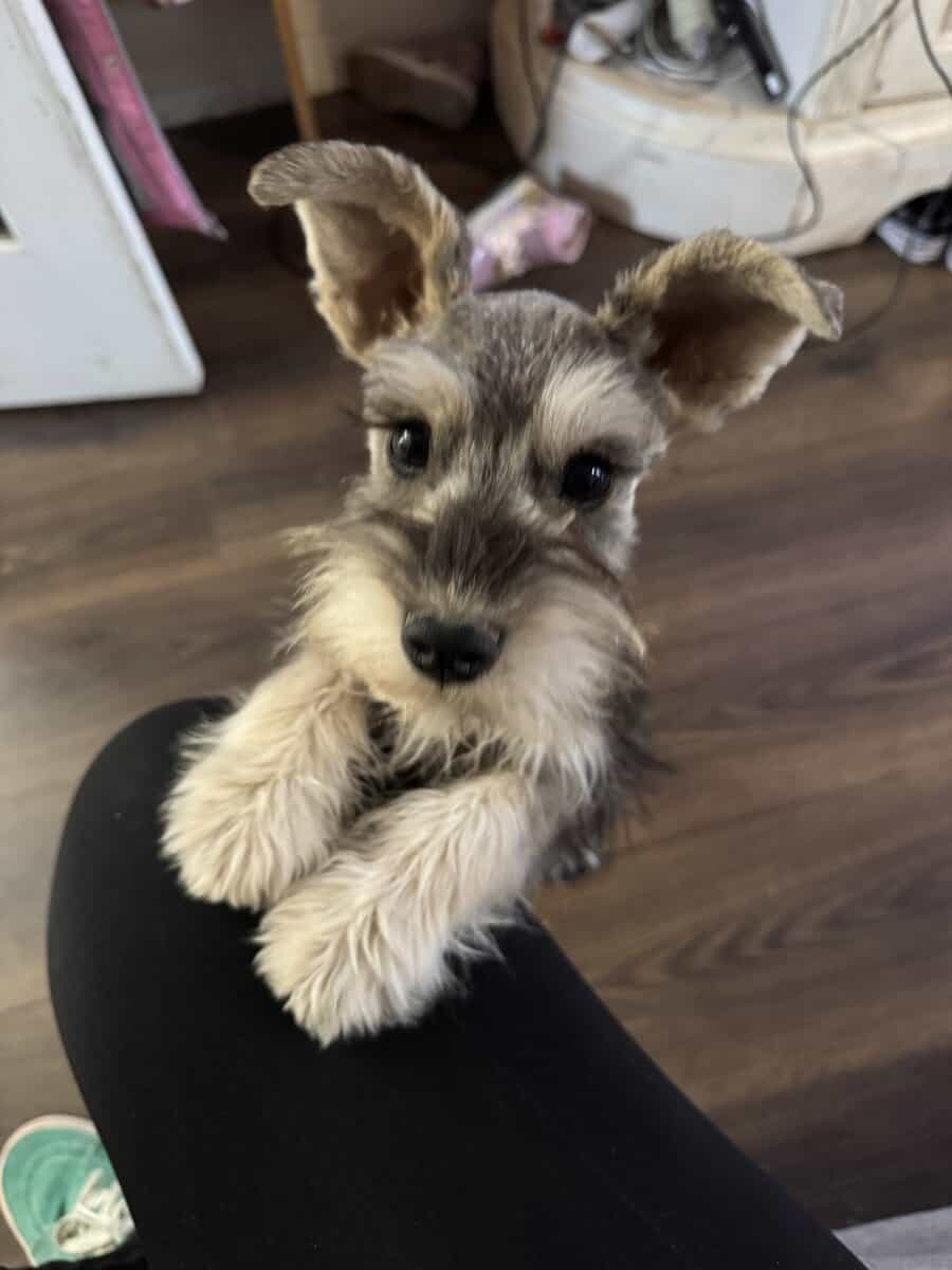 1 left AKC Schnauzer Minis Champion blood image 3