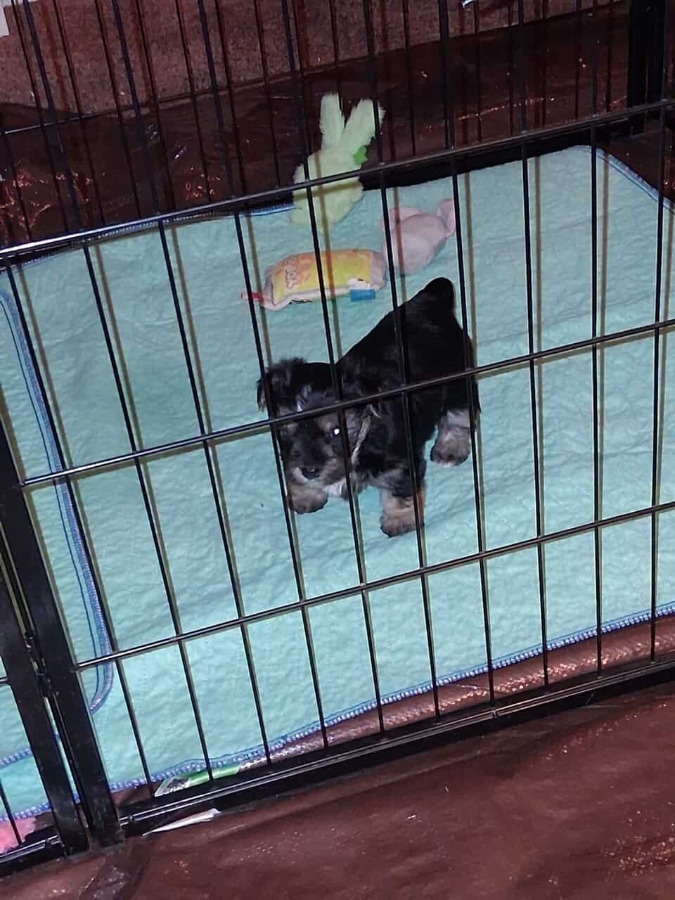 Morkie puppies for sale image 1