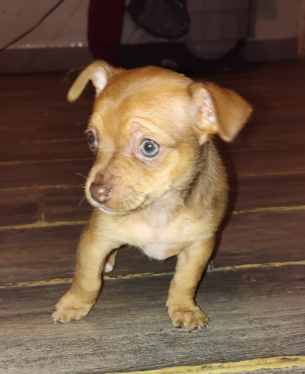 Female Chihuahua puppy image 1