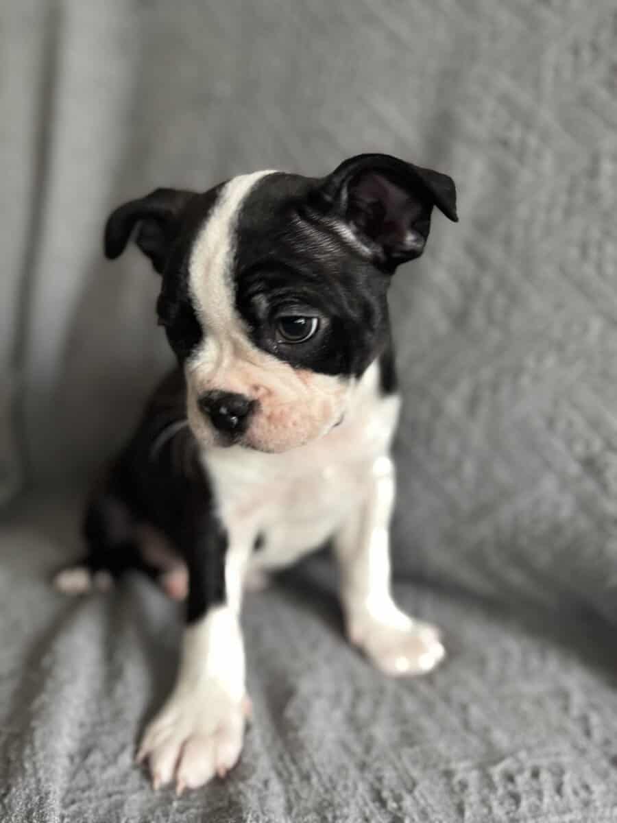 Purebred Boston Terrier Puppies image 4