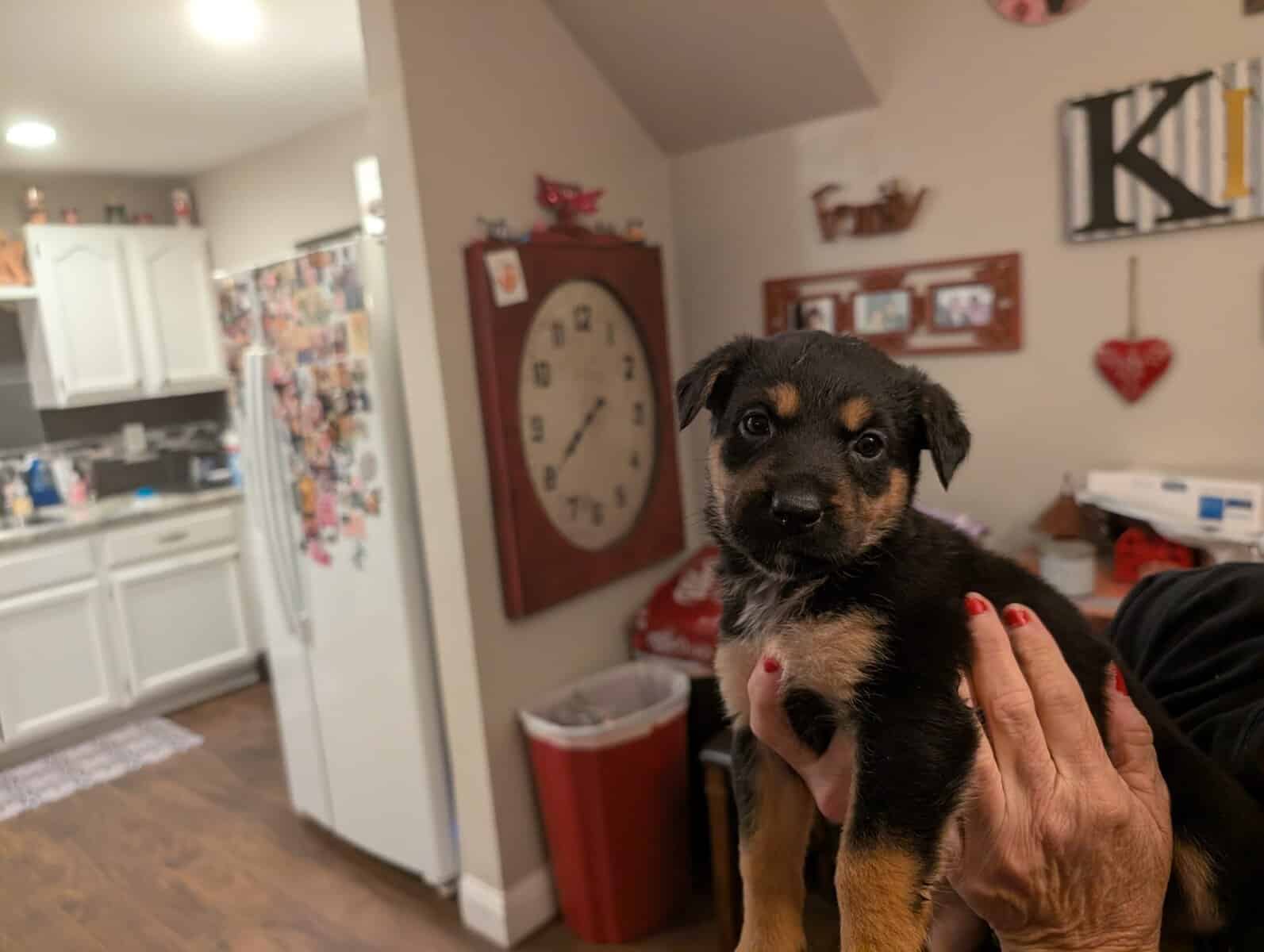 German shepherd mix puppies image 2