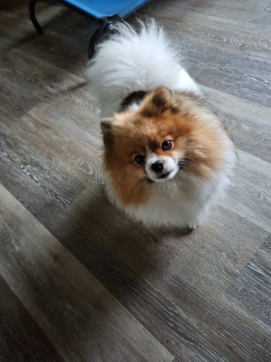 Pomeranian pups image 4