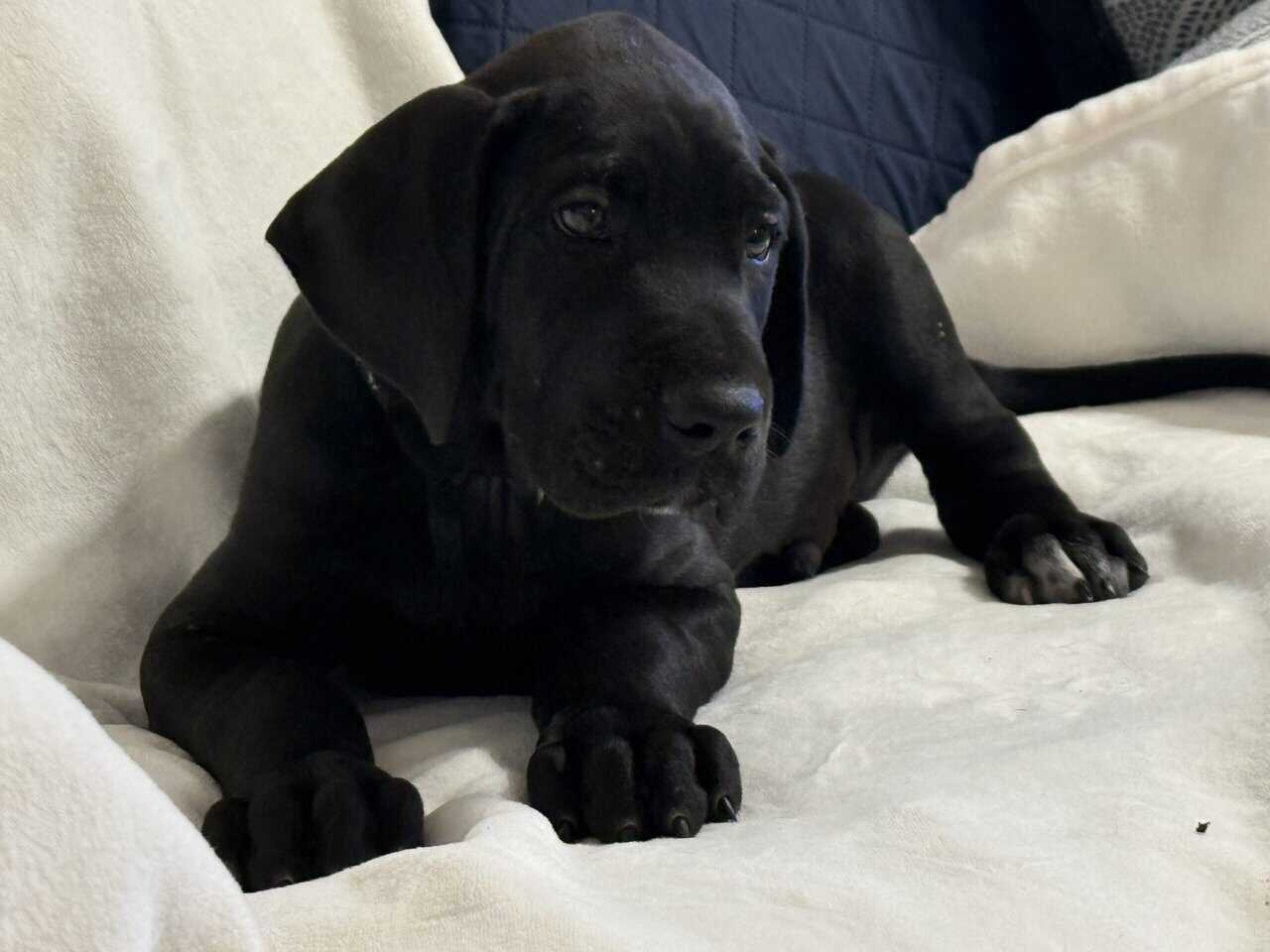 Rehoming Great Dane puppies. image 1