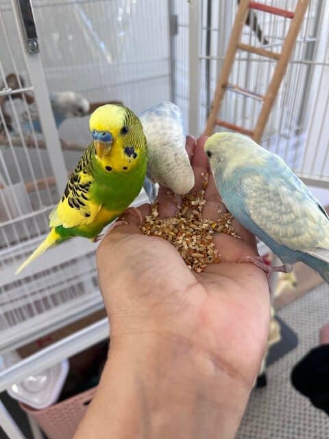 Flock of 4 sweet parakeets + cage / accessories! image 3