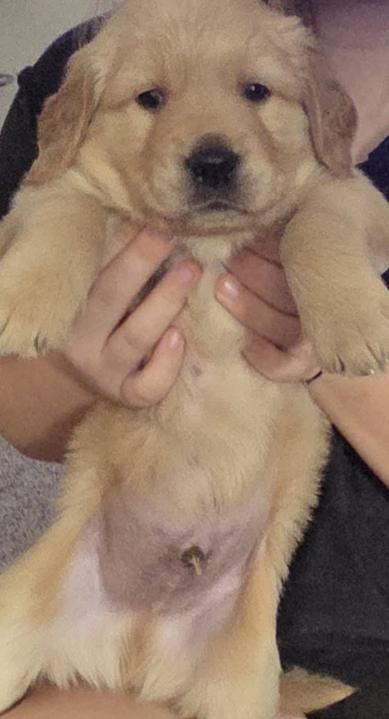 Golden Retrievers purebred puppies image 8