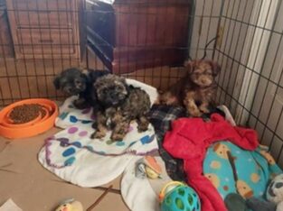 Gorgeous ShihPoo’s Pups!