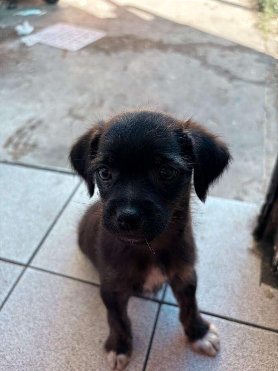 Mixed chihuahua puppy image 1