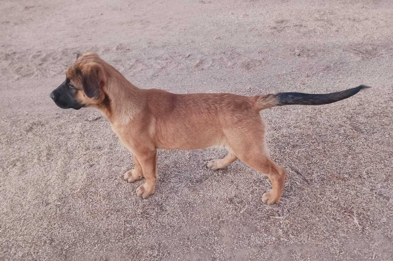 Puppies 14wks Healthy image 4