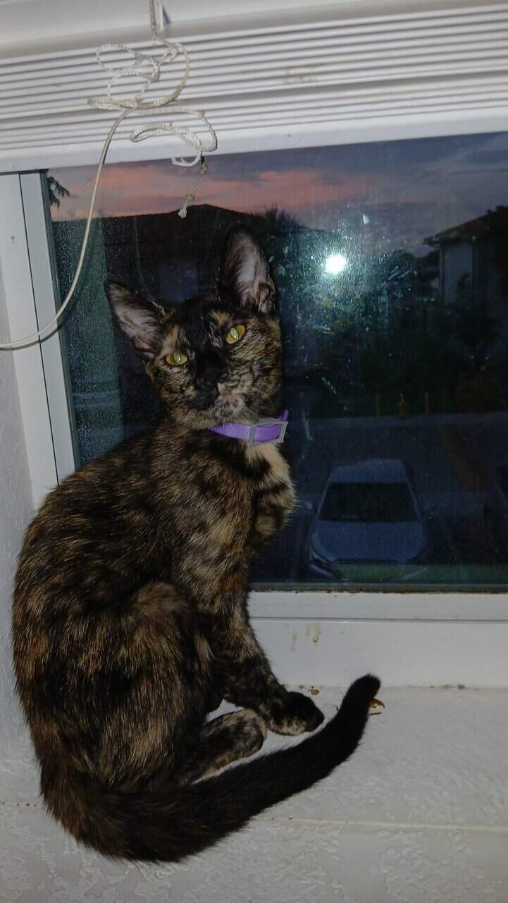 5 month old kittens image 2
