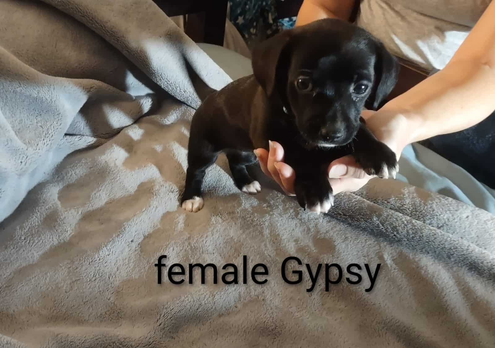 Chiweenie mix puppy image 1