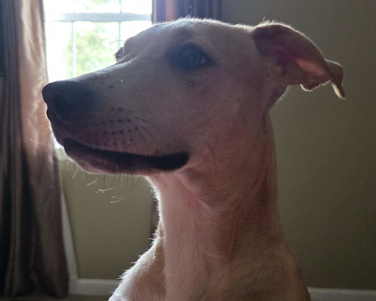 Lucy for Adoption image 4