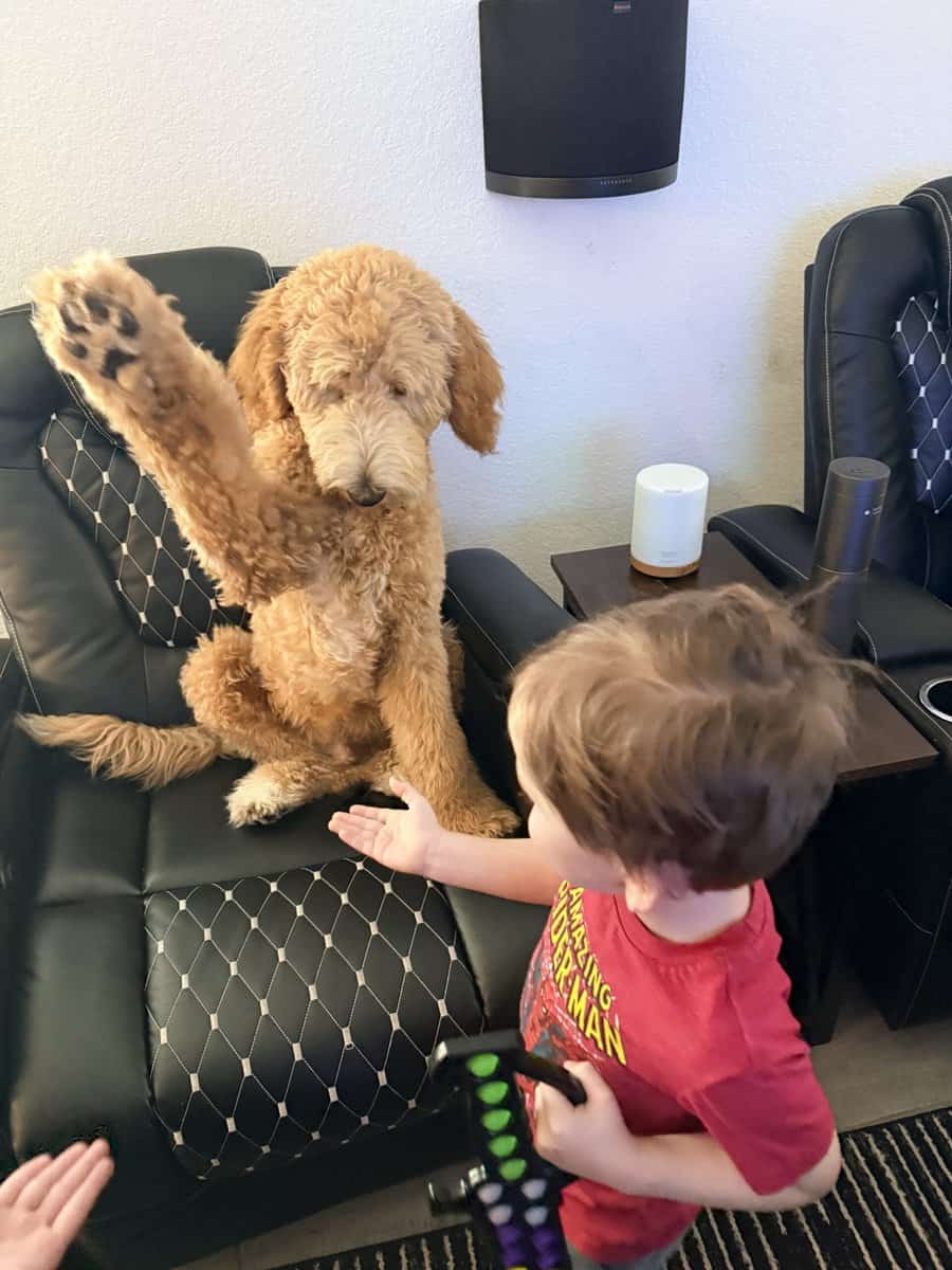 Fully Trained 6 Month Old Goldendoodle Puppy image 9