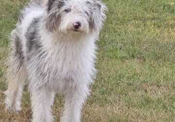 Mini labradoodle bright blue eyes