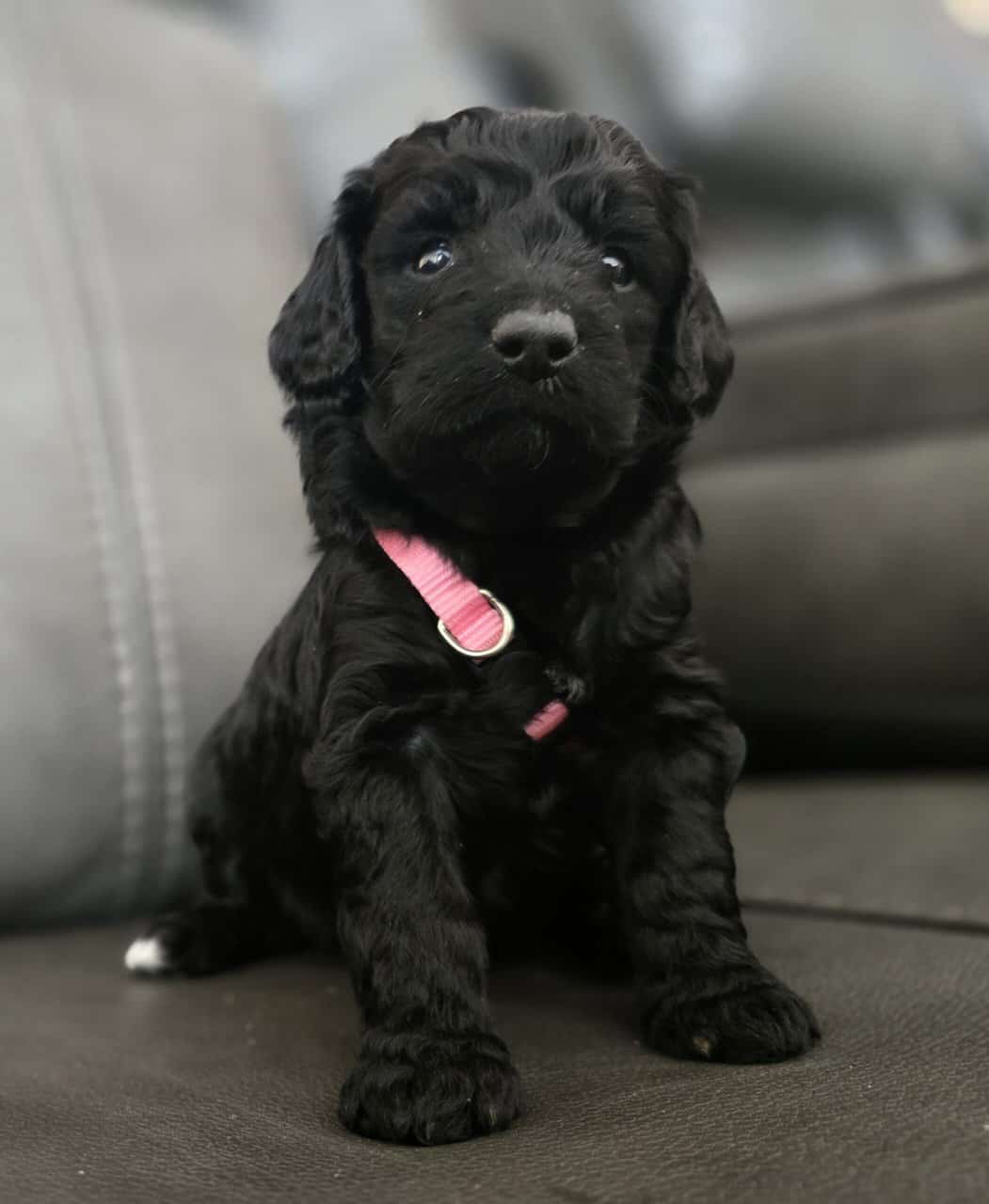 Golden Bernadoodle Puppies image 2