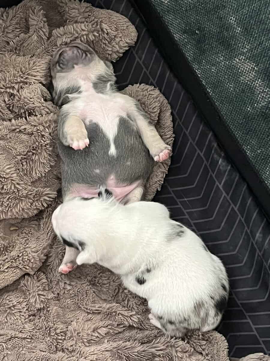 French Bulldog Puppies image 11