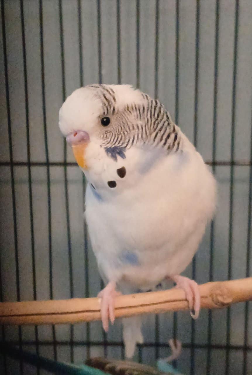 (Unavailable) White and blue mutation budgies image 4