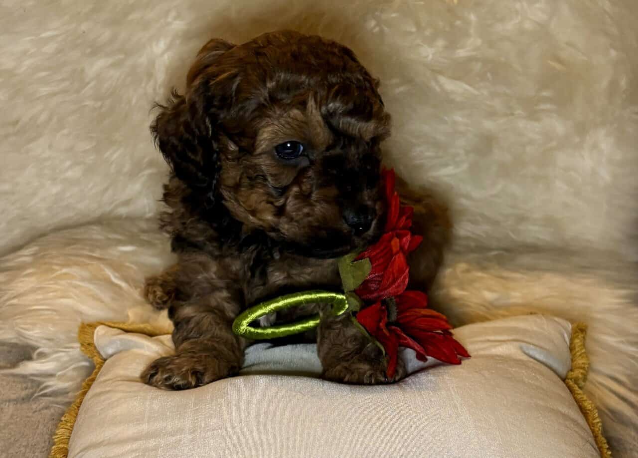 Mini Saint Berdoodle puppies image 1