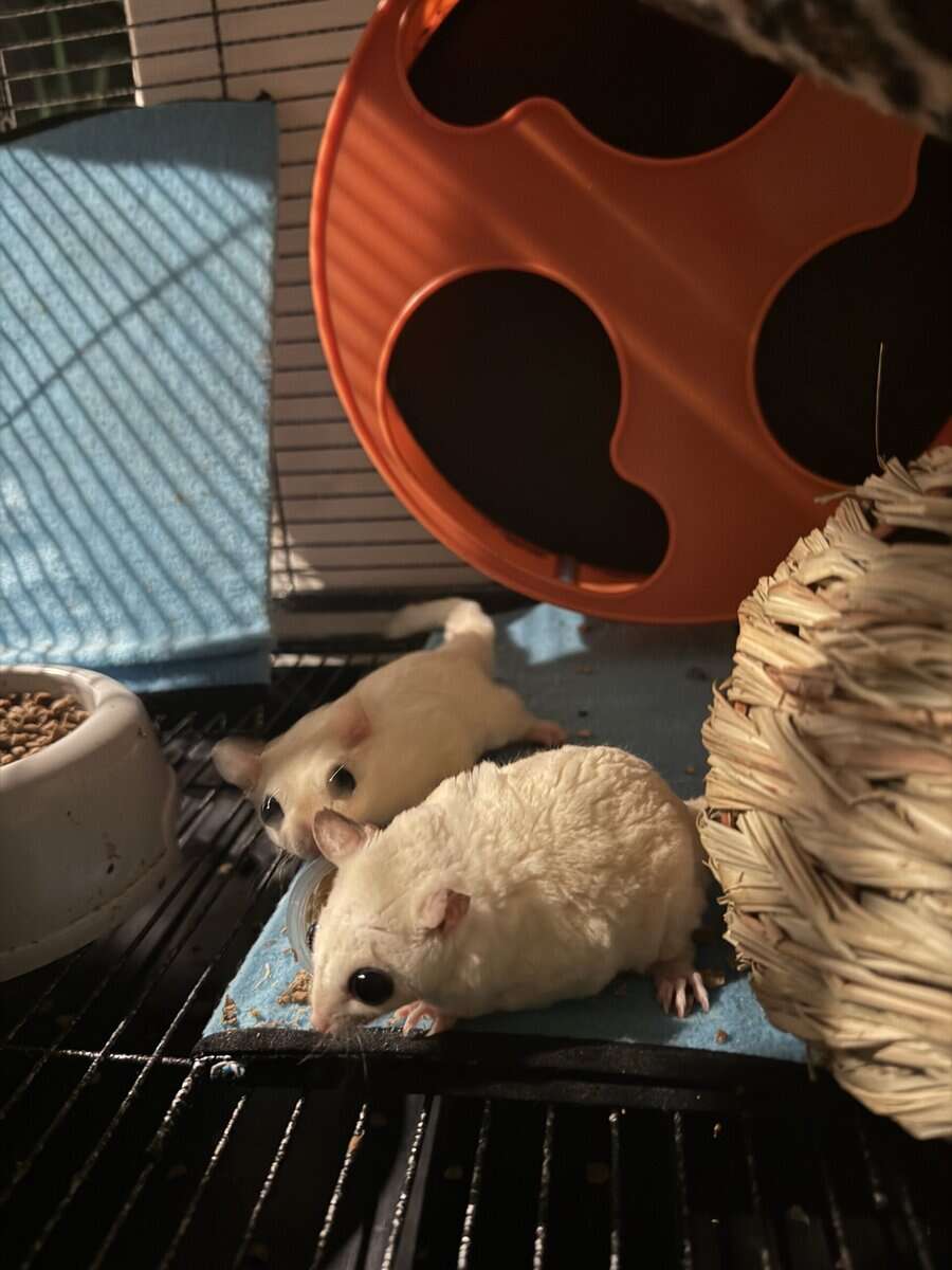 Sugar gliders - 2 female image 7