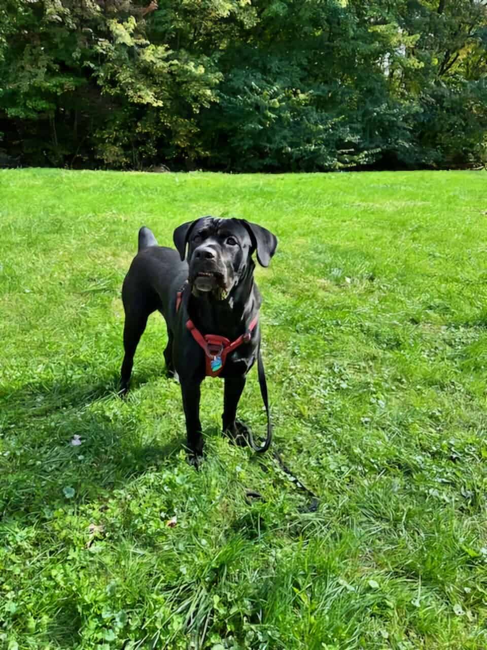 2 going on 3 years Cane Corso image 4