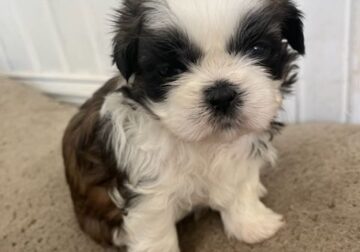 AKC Shih Tzu Puppy