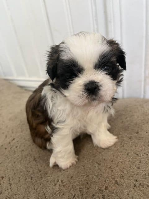 AKC Shih Tzu Puppy image 1