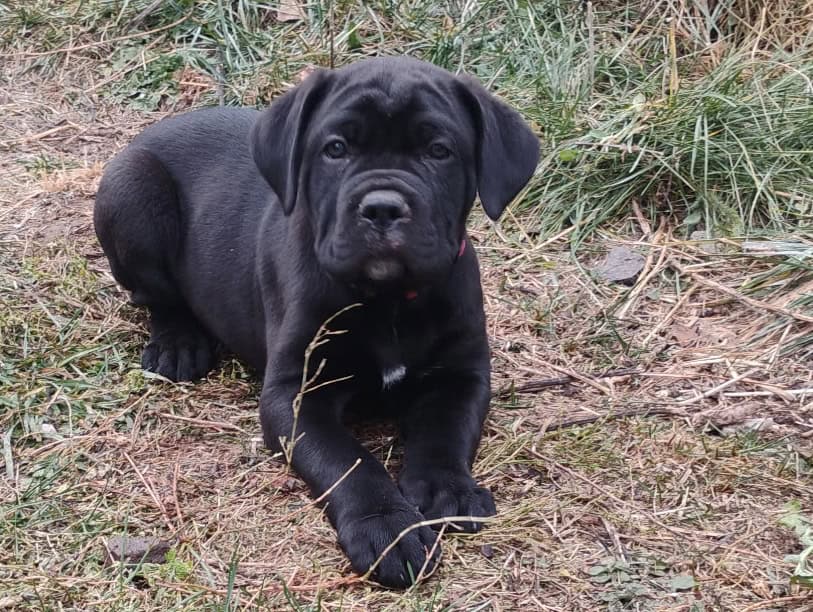 Purebred Cane Corso Puppies image 3