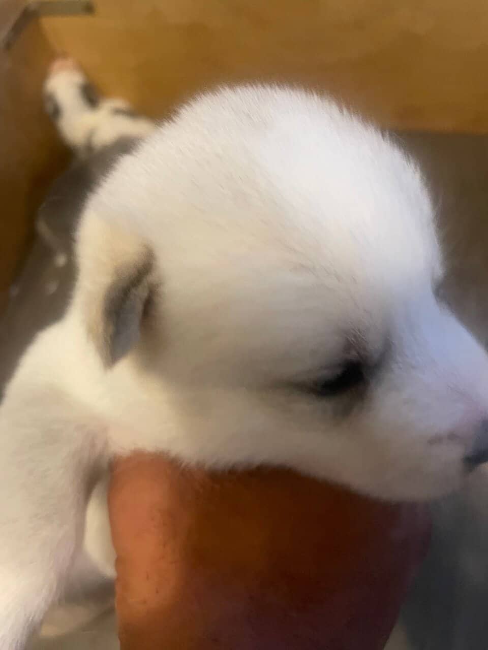 SIBERIAN HUSKY PUPPIES FREE image 4