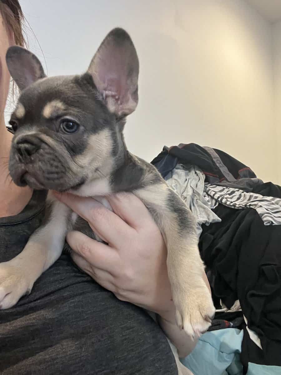 French Bulldog Puppies image 1