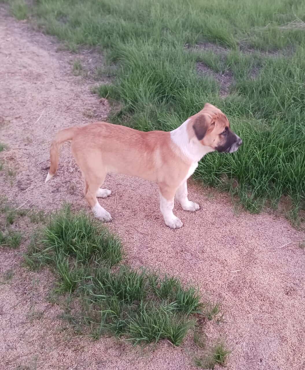 Puppies 14wks Healthy image 3