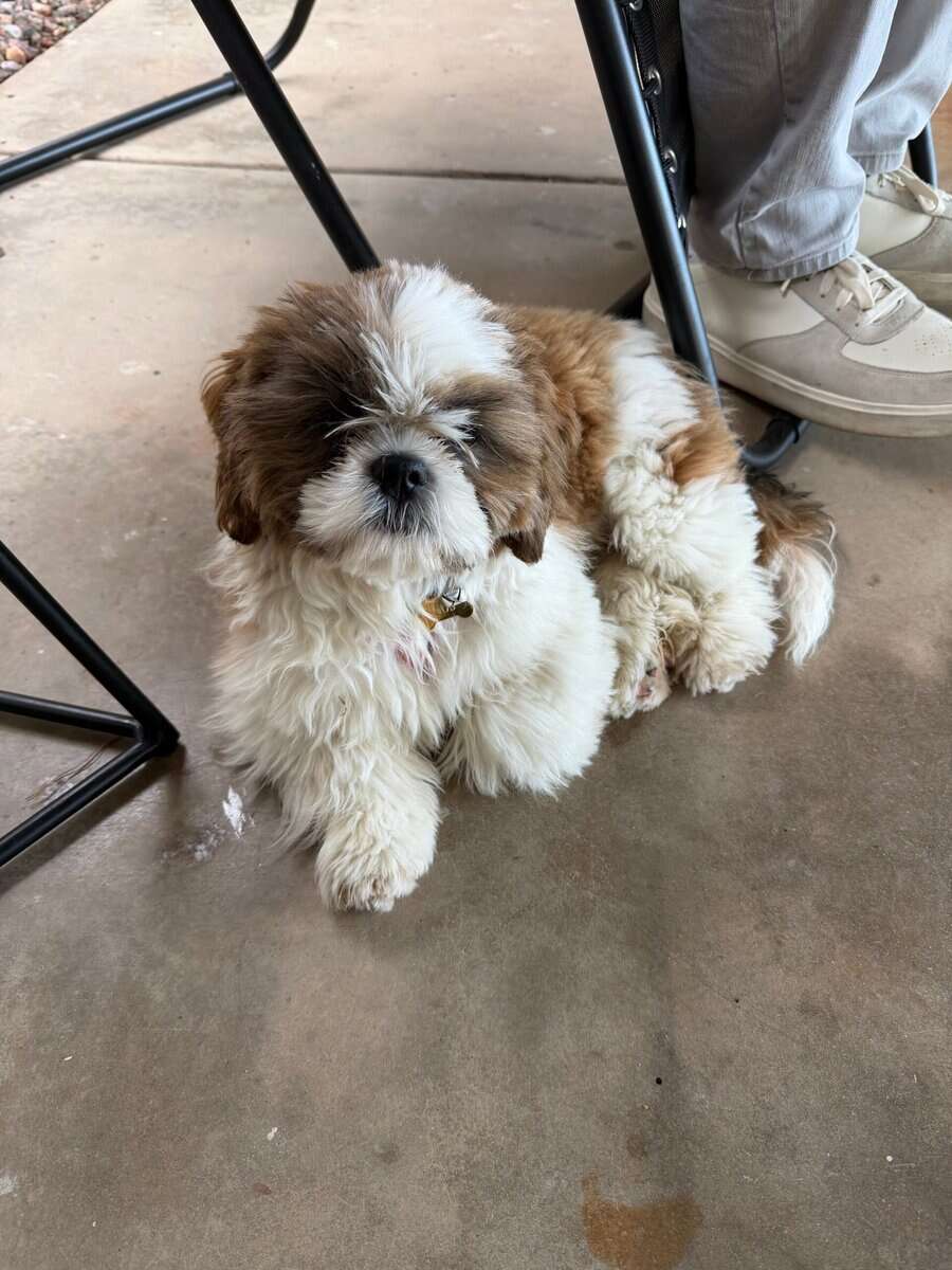 Shih Tzu for sale image 6