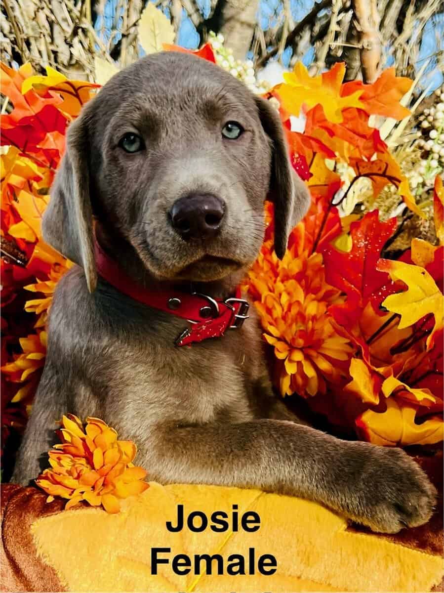 Silver Labrador Puppies, AKC, DNA, microchip, more image 3