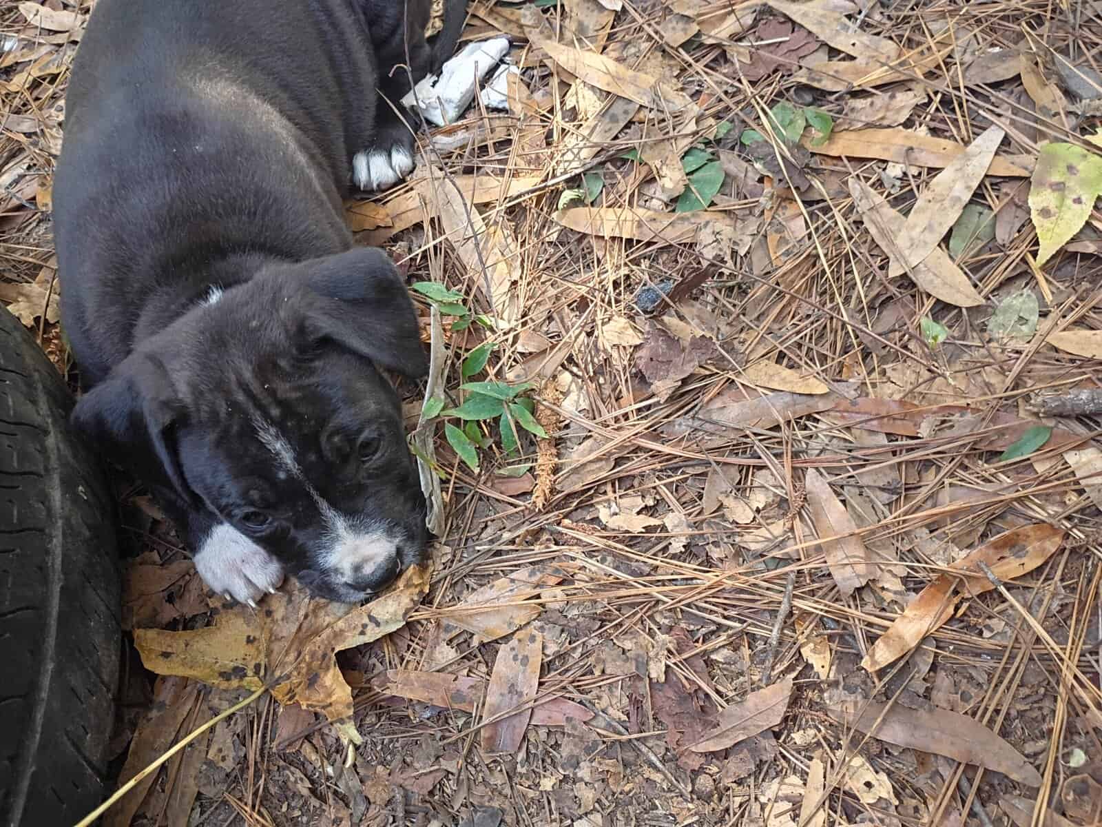 AMERICAN STAFFY BULLIE image 1