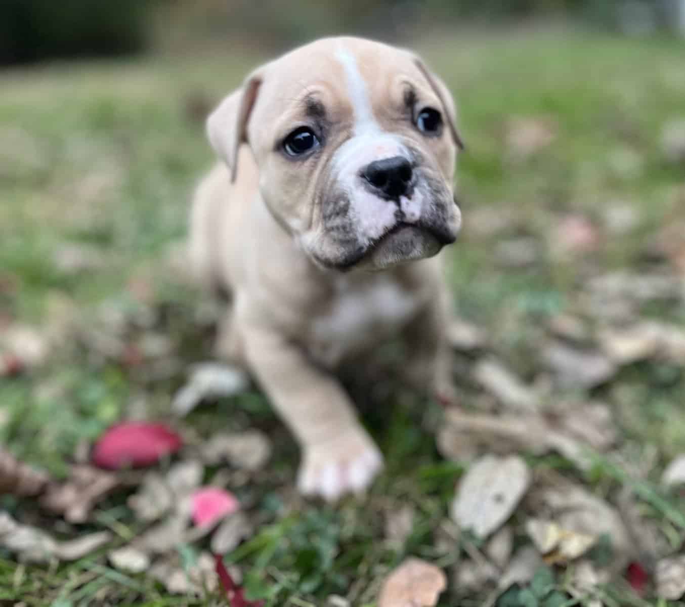 Thor (Champion Bloodline) image 1