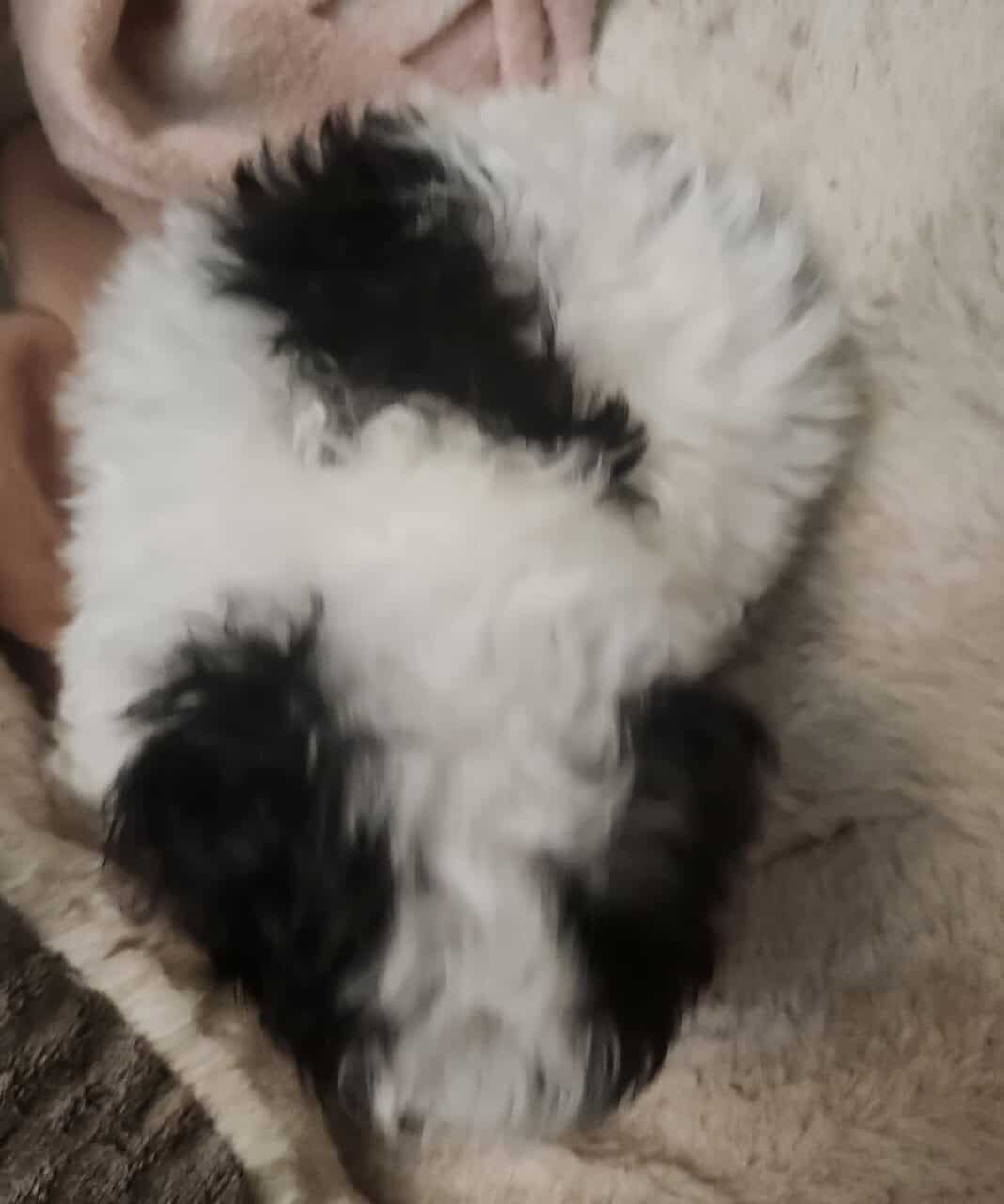 Male purebred party colored toy poodle image 3