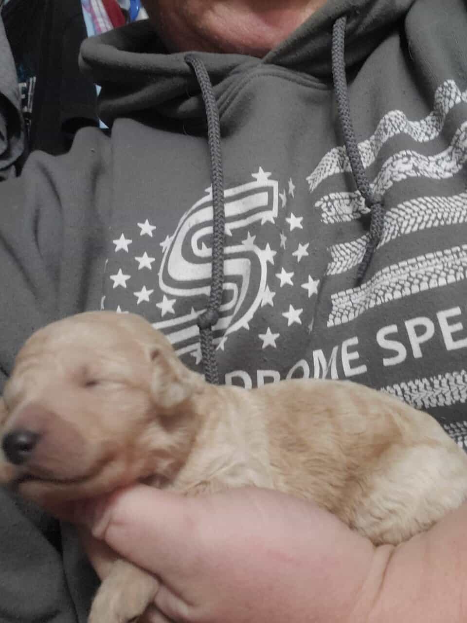 Goldendoodle puppies image 5