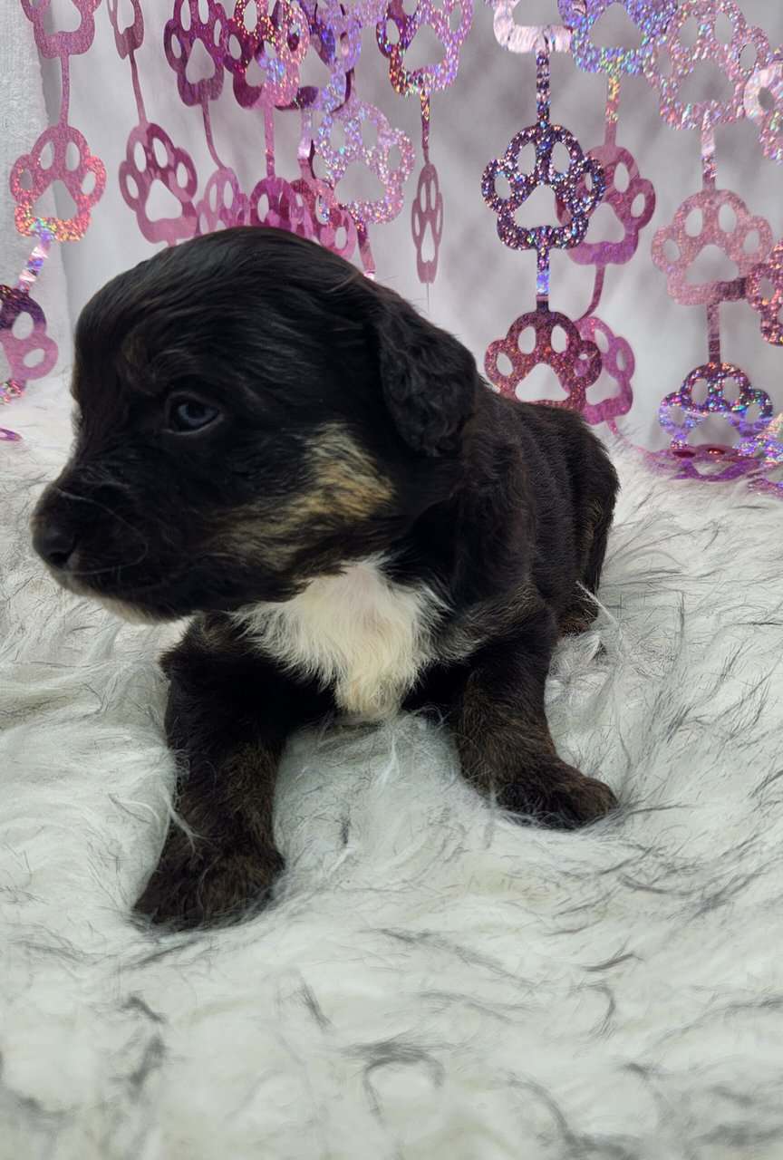 6 Mini Aussidoodles image 9